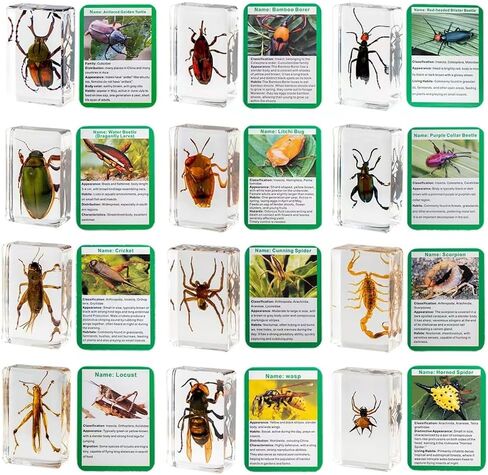 20 قطعة من الحشرات في مجموعة عينات الحشرات المحفوظة من الراتنج، أوزان الورق، حشرات الراتنج، عينات مختلفة من الحشرات للمكتب، والرجال، والنساء، وعلم الأحياء، ومدرس العلوم، والتعليم، ومستلزمات جمع الحشرات in Kuwait