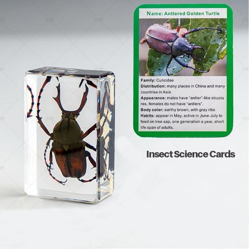 20 قطعة من الحشرات في مجموعة عينات الحشرات المحفوظة من الراتنج، أوزان الورق، حشرات الراتنج، عينات مختلفة من الحشرات للمكتب، والرجال، والنساء، وعلم الأحياء، ومدرس العلوم، والتعليم، ومستلزمات جمع الحشرات in Kuwait