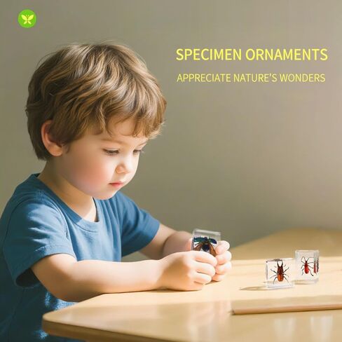20 قطعة من الحشرات في مجموعة عينات الحشرات المحفوظة من الراتنج، أوزان الورق، حشرات الراتنج، عينات مختلفة من الحشرات للمكتب، والرجال، والنساء، وعلم الأحياء، ومدرس العلوم، والتعليم، ومستلزمات جمع الحشرات in Kuwait