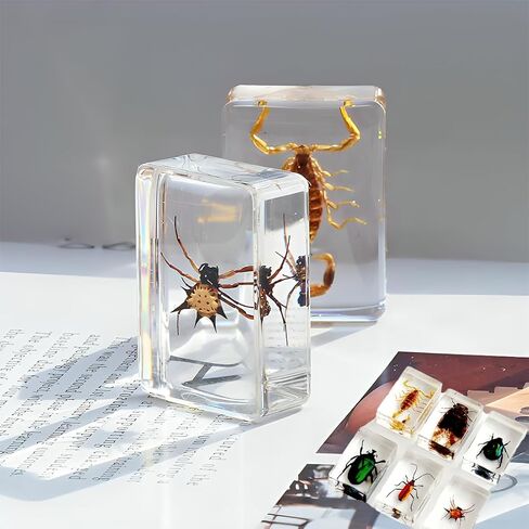 20 قطعة من الحشرات في مجموعة عينات الحشرات المحفوظة من الراتنج، أوزان الورق، حشرات الراتنج، عينات مختلفة من الحشرات للمكتب، والرجال، والنساء، وعلم الأحياء، ومدرس العلوم، والتعليم، ومستلزمات جمع الحشرات in Kuwait