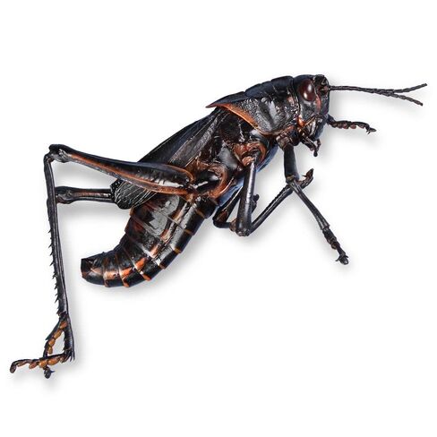 Carolina's Perfect Solution® Grasshoppers, Plain, Jar of 10 in Kuwait