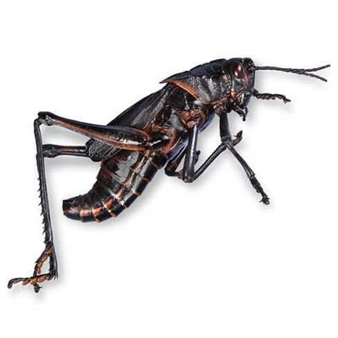 Carolina's Perfect Solution® Grasshoppers, Plain, Jar of 10 in Kuwait