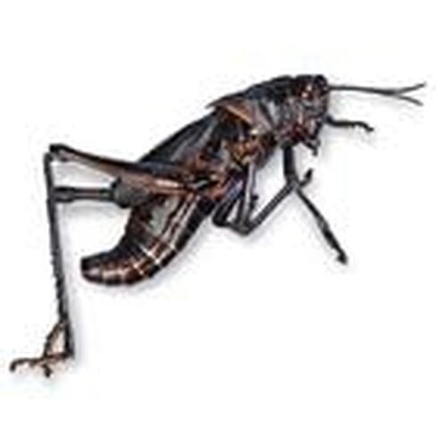 Carolina's Perfect Solution® Grasshoppers, Plain, Jar of 10 in Kuwait