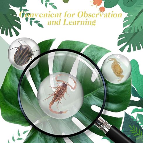 15 قطعة من الحشرات في عينة الراتنج، حشرات في الراتنج، كرة صغيرة شفافة، عينة من الحيوانات، محفوظة في الراتنج للهدايا المدرسية للتعليم العلمي، أنماط عشوائية in Kuwait