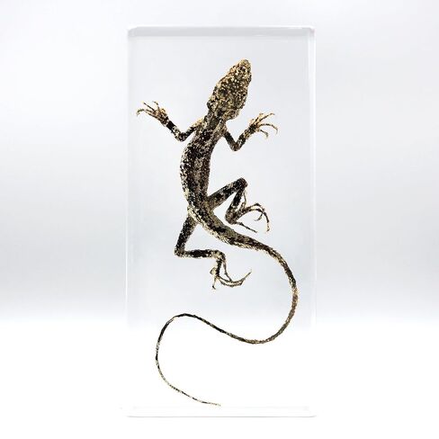 عينات السحلية الحقيقية، عينات الحيوانات المصنوعة من الراتنج، تستخدم لتعليم العلوم في الفصول الدراسية، هي هدايا رائعة لعينات الحيوانات، والغريبة، وعشاق علم الأحياء in Kuwait