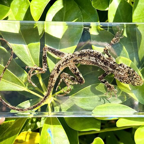 عينات السحلية الحقيقية، عينات الحيوانات المصنوعة من الراتنج، تستخدم لتعليم العلوم في الفصول الدراسية، هي هدايا رائعة لعينات الحيوانات، والغريبة، وعشاق علم الأحياء in Kuwait