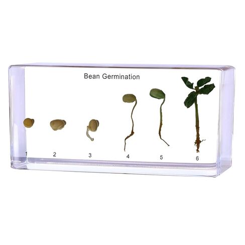 Frog Life Cycle Specimen in Resin - Real 5 Stage Development from Egg to Adult for Stem Science Biology Classroom,Unique Home Office Desk Display,Gift (5.51×2.52×0.71) in Kuwait