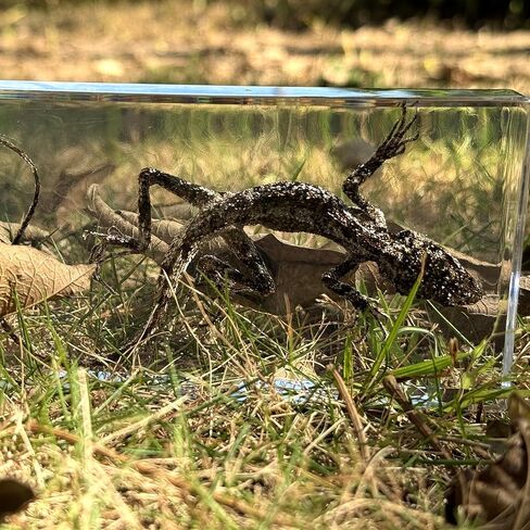 عينات السحلية الحقيقية، عينات الحيوانات المصنوعة من الراتنج، تستخدم لتعليم العلوم في الفصول الدراسية، هي هدايا رائعة لعينات الحيوانات، والغريبة، وعشاق علم الأحياء in Kuwait