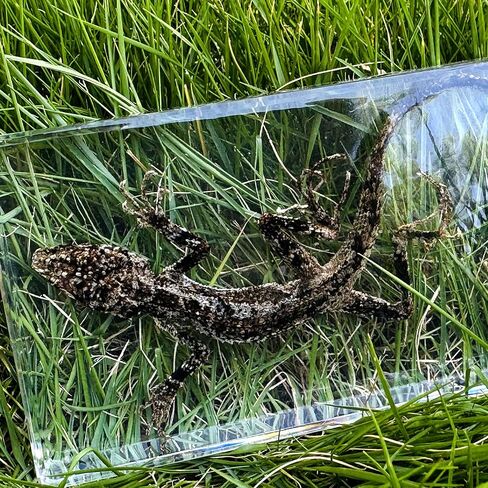 عينات السحلية الحقيقية، عينات الحيوانات المصنوعة من الراتنج، تستخدم لتعليم العلوم في الفصول الدراسية، هي هدايا رائعة لعينات الحيوانات، والغريبة، وعشاق علم الأحياء in Kuwait