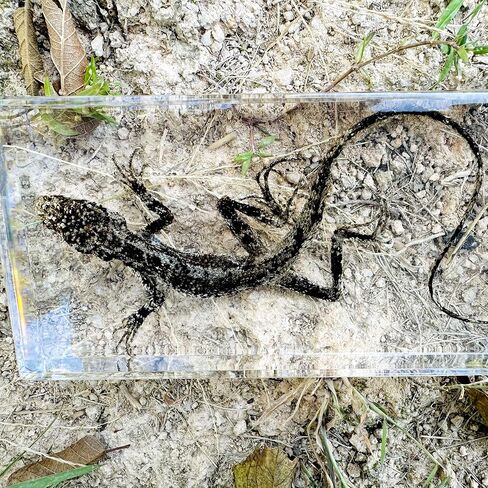 عينات السحلية الحقيقية، عينات الحيوانات المصنوعة من الراتنج، تستخدم لتعليم العلوم في الفصول الدراسية، هي هدايا رائعة لعينات الحيوانات، والغريبة، وعشاق علم الأحياء in Kuwait