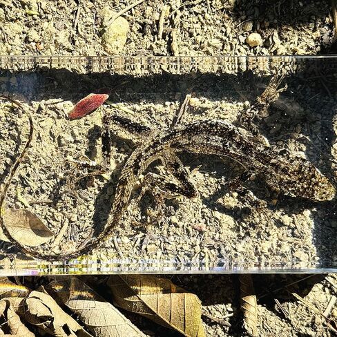 عينات السحلية الحقيقية، عينات الحيوانات المصنوعة من الراتنج، تستخدم لتعليم العلوم في الفصول الدراسية، هي هدايا رائعة لعينات الحيوانات، والغريبة، وعشاق علم الأحياء in Kuwait