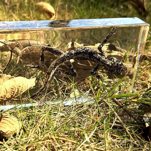 عينات السحلية الحقيقية، عينات الحيوانات المصنوعة من الراتنج، تستخدم لتعليم العلوم في الفصول الدراسية، هي هدايا رائعة لعينات الحيوانات، والغريبة، وعشاق علم الأحياء in Kuwait