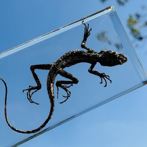 عينات السحلية الحقيقية، عينات الحيوانات المصنوعة من الراتنج، تستخدم لتعليم العلوم في الفصول الدراسية، هي هدايا رائعة لعينات الحيوانات، والغريبة، وعشاق علم الأحياء in Kuwait