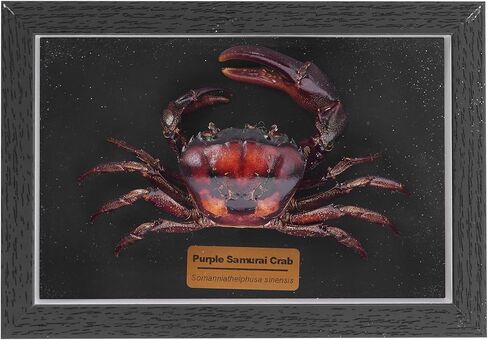 Liyoakyo Real Crab Taxidermy - عينة محفوظة مؤطرة لديكور الجدران الساحلية، أو فن المنزل على الشاطئ، أو العرض التعليمي (سرطان الوجه الخزي، 6.6 × 4.6 × 2.6 بوصة) in Kuwait