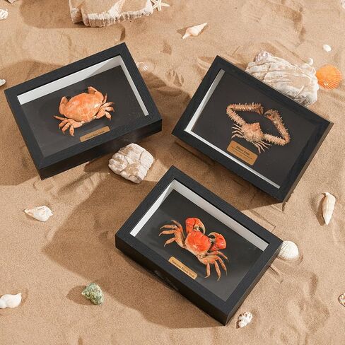 Liyoakyo Real Crab Taxidermy - عينة محفوظة مؤطرة لديكور الجدران الساحلية، أو فن المنزل على الشاطئ، أو العرض التعليمي (سرطان الوجه الخزي، 6.6 × 4.6 × 2.6 بوصة) in Kuwait