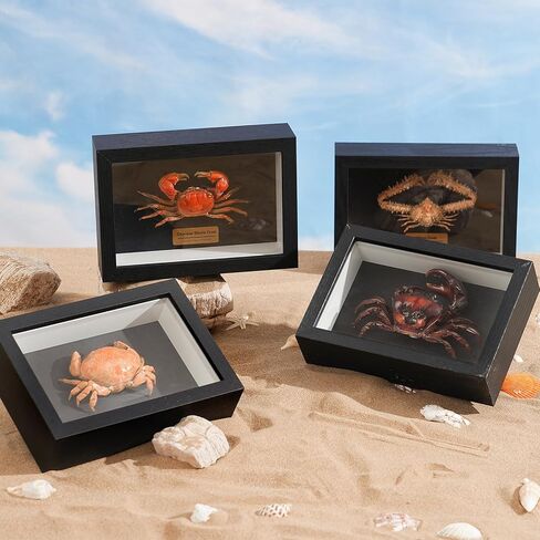 Liyoakyo Real Crab Taxidermy - عينة محفوظة مؤطرة لديكور الجدران الساحلية، أو فن المنزل على الشاطئ، أو العرض التعليمي (سرطان الوجه الخزي، 6.6 × 4.6 × 2.6 بوصة) in Kuwait