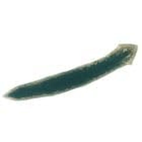Planaria, Living in Kuwait