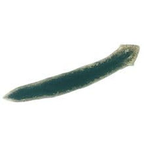 Planaria, Living in Kuwait