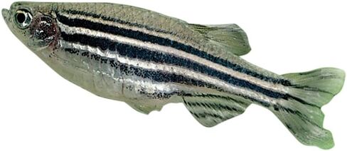 Carolina Zebra Fish (Danios), Male – Pack of 3 | Ideal for Genetics & Classroom Aquariums | Active, Hardy, and Nonaggressive in Kuwait