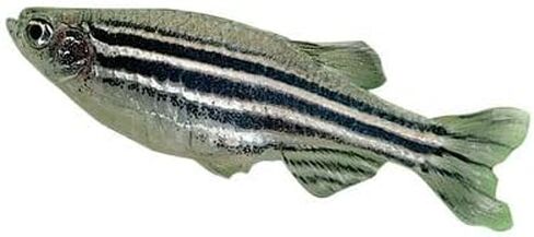 Carolina Zebra Fish (Danios), Male – Pack of 3 | Ideal for Genetics & Classroom Aquariums | Active, Hardy, and Nonaggressive in Kuwait