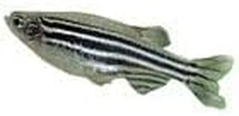 Carolina Zebra Fish (Danios), Male – Pack of 3 | Ideal for Genetics & Classroom Aquariums | Active, Hardy, and Nonaggressive in Kuwait