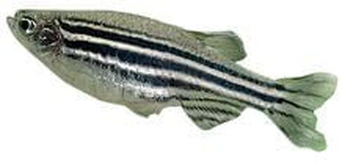 Carolina Zebra Fish (Danios), Male – Pack of 3 | Ideal for Genetics & Classroom Aquariums | Active, Hardy, and Nonaggressive in Kuwait