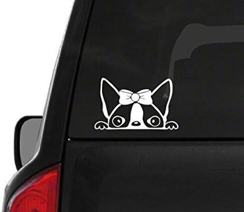 Peeking Boston Terrier Girl (A25) Vinyl Decal Sticker Car/Truck Laptop/Netbook Window 6" Inch- by CustomDecal US in Saudi Arabia