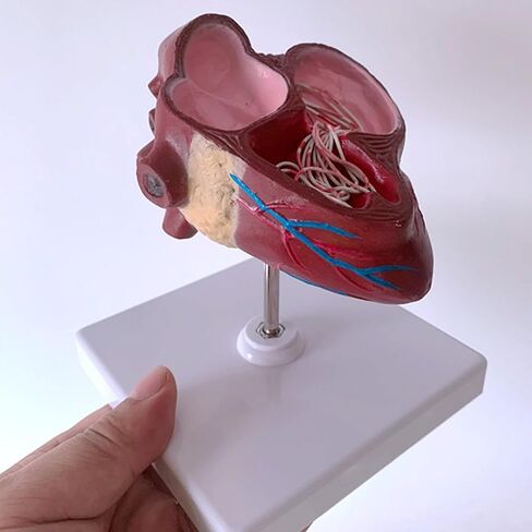 Dog Heart Organ Model, Canine Heart Heartworm Anatomical Model, Including Ventricles/Blood Vessels, Comes with A Detachable Base, for Veterinary Science Study Education, Teaching Demonstration Tool in Kuwait