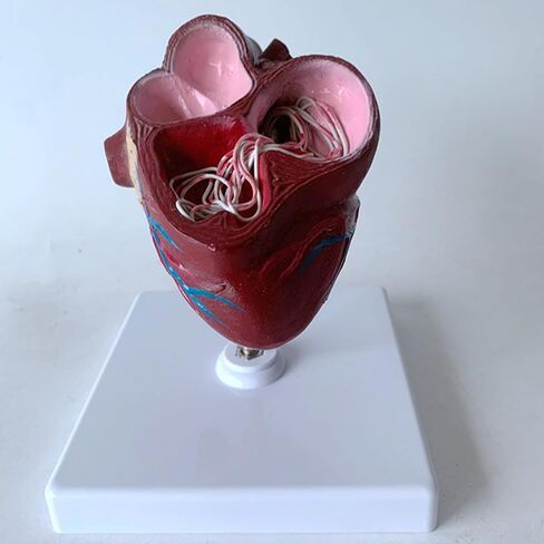 Dog Heart Organ Model, Canine Heart Heartworm Anatomical Model, Including Ventricles/Blood Vessels, Comes with A Detachable Base, for Veterinary Science Study Education, Teaching Demonstration Tool in Kuwait