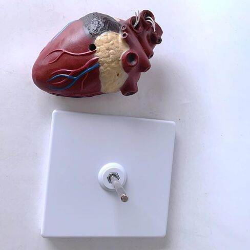 Dog Heart Organ Model, Canine Heart Heartworm Anatomical Model, Including Ventricles/Blood Vessels, Comes with A Detachable Base, for Veterinary Science Study Education, Teaching Demonstration Tool in Kuwait