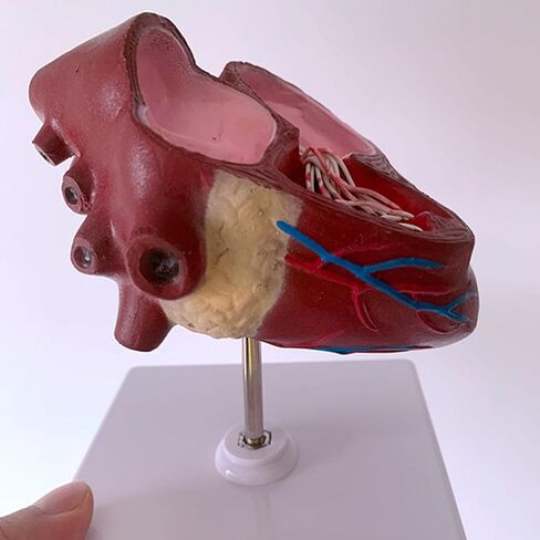 Dog Heart Organ Model, Canine Heart Heartworm Anatomical Model, Including Ventricles/Blood Vessels, Comes with A Detachable Base, for Veterinary Science Study Education, Teaching Demonstration Tool in Kuwait