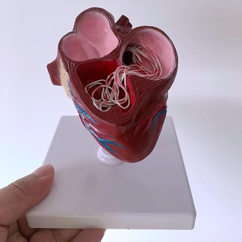 Dog Heart Organ Model, Canine Heart Heartworm Anatomical Model, Including Ventricles/Blood Vessels, Comes with A Detachable Base, for Veterinary Science Study Education, Teaching Demonstration Tool in Kuwait