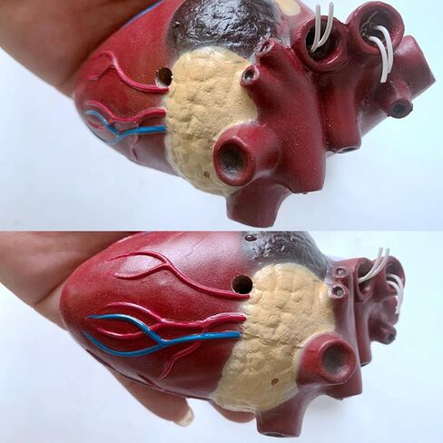 Dog Heart Organ Model, Canine Heart Heartworm Anatomical Model, Including Ventricles/Blood Vessels, Comes with A Detachable Base, for Veterinary Science Study Education, Teaching Demonstration Tool in Kuwait