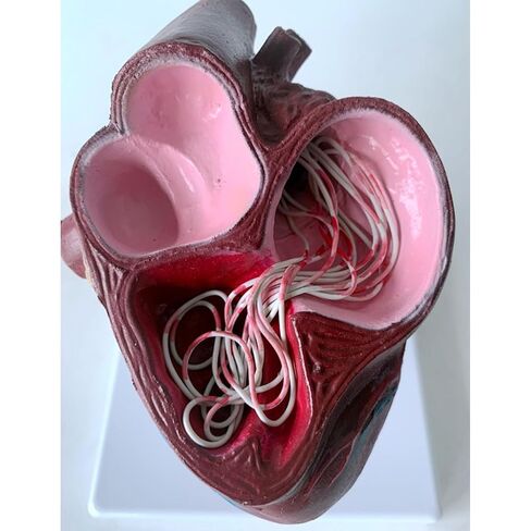 Dog Heart Organ Model, Canine Heart Heartworm Anatomical Model, Including Ventricles/Blood Vessels, Comes with A Detachable Base, for Veterinary Science Study Education, Teaching Demonstration Tool in Kuwait
