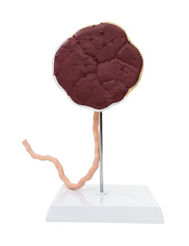 Axis Scientific Placenta Model with Removable Umbilical Cord Anatomical Model - Birthing Anatomy Model, Placenta Umbilical Cord Anatomical Model, Education for Medical School in Saudi Arabia