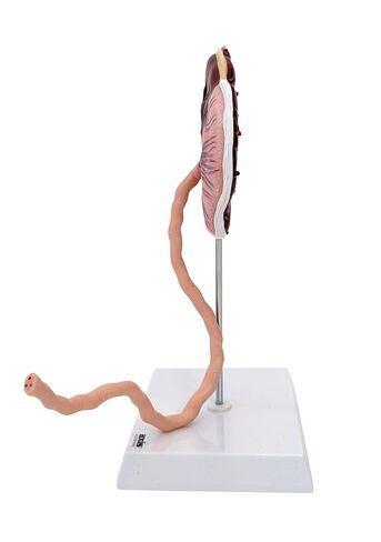 Axis Scientific Placenta Model with Removable Umbilical Cord Anatomical Model - Birthing Anatomy Model, Placenta Umbilical Cord Anatomical Model, Education for Medical School in Saudi Arabia