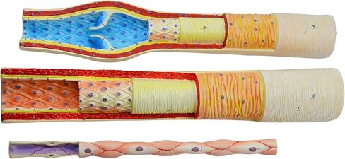 EISCO 3 Piece Artery, Vein and Capillary Model Set, 13 Inch - Enlarged - Numbered - Cross Sections in Saudi Arabia