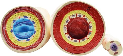 EISCO 3 Piece Artery, Vein and Capillary Model Set, 13 Inch - Enlarged - Numbered - Cross Sections in Saudi Arabia