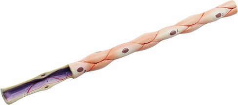 EISCO 3 Piece Artery, Vein and Capillary Model Set, 13 Inch - Enlarged - Numbered - Cross Sections in Saudi Arabia