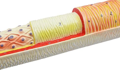 EISCO 3 Piece Artery, Vein and Capillary Model Set, 13 Inch - Enlarged - Numbered - Cross Sections in Saudi Arabia