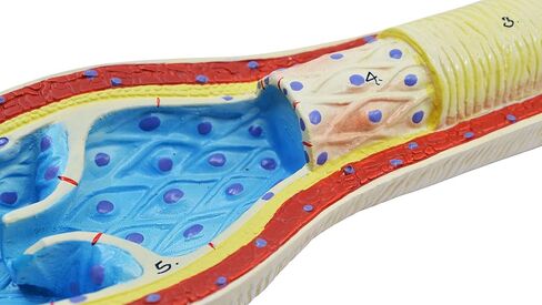EISCO 3 Piece Artery, Vein and Capillary Model Set, 13 Inch - Enlarged - Numbered - Cross Sections in Saudi Arabia