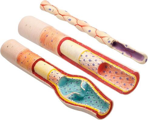 EISCO 3 Piece Artery, Vein and Capillary Model Set, 13 Inch - Enlarged - Numbered - Cross Sections in Saudi Arabia