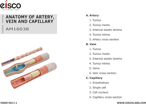 EISCO 3 Piece Artery, Vein and Capillary Model Set, 13 Inch - Enlarged - Numbered - Cross Sections in Saudi Arabia