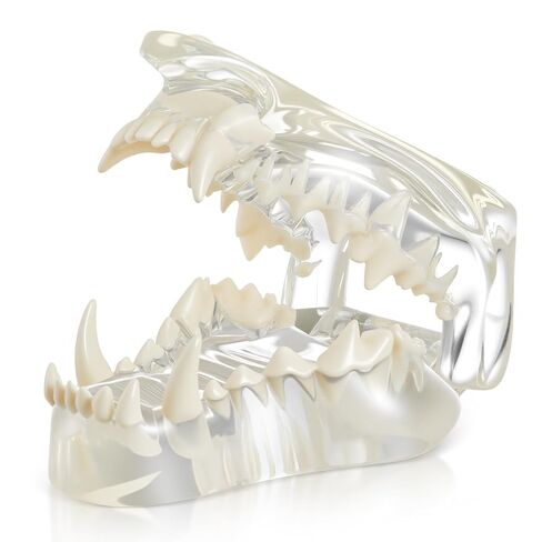 Clear Canine Jaw Model with Teeth Transparent Dog Teeth Dental Model Anatomy Demonstration Tool Replica Animal Oral Tooth Canine Physiology Education Veterinary Office Teaching Decoration in Saudi Arabia