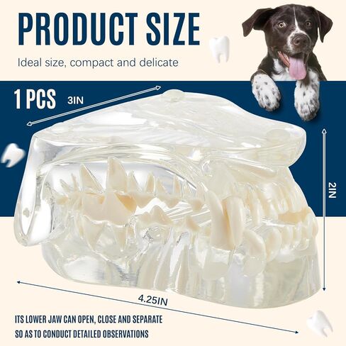 Clear Canine Jaw Model with Teeth Transparent Dog Teeth Dental Model Anatomy Demonstration Tool Replica Animal Oral Tooth Canine Physiology Education Veterinary Office Teaching Decoration in Saudi Arabia