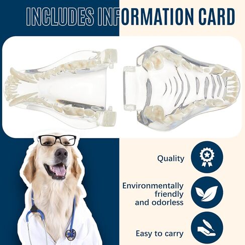 Clear Canine Jaw Model with Teeth Transparent Dog Teeth Dental Model Anatomy Demonstration Tool Replica Animal Oral Tooth Canine Physiology Education Veterinary Office Teaching Decoration in Saudi Arabia