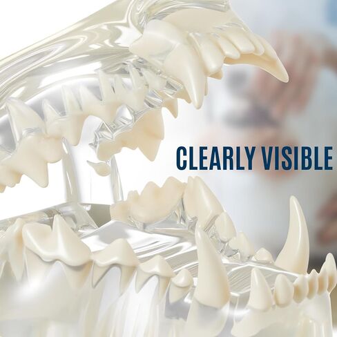 Clear Canine Jaw Model with Teeth Transparent Dog Teeth Dental Model Anatomy Demonstration Tool Replica Animal Oral Tooth Canine Physiology Education Veterinary Office Teaching Decoration in Saudi Arabia