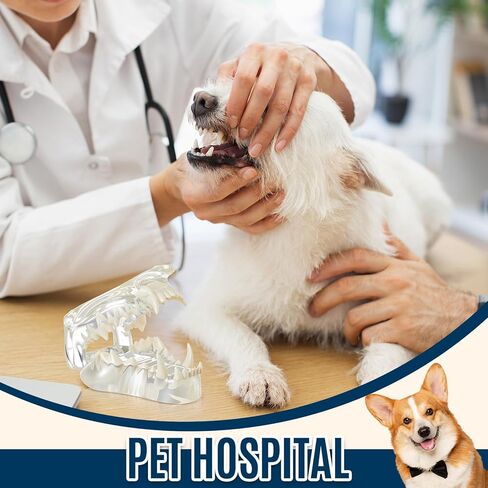 Clear Canine Jaw Model with Teeth Transparent Dog Teeth Dental Model Anatomy Demonstration Tool Replica Animal Oral Tooth Canine Physiology Education Veterinary Office Teaching Decoration in Saudi Arabia