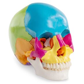 Human Skull Model Disarticulated, 22 Parts Life-Size Anatomical Beauchene Skull Model for Medical Teaching Learning, Student Learning Education Display in Kuwait