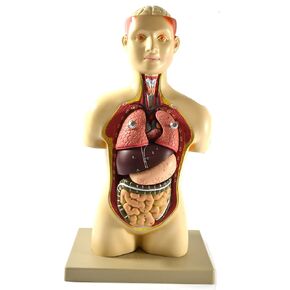 Eisco Labs – Half Life-Size Human Torso Model – 17 Inches Tall – Removable Organs, Numbered Anatomy, Light Complexion – Includes Identification Key Card – Biology Classroom Model for Teaching in Kuwait